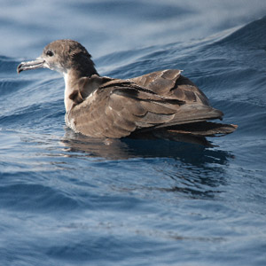 Candidats de Koh Lanta ayant tué des Puffins du Pacifique  : TF1 répond à nos questions