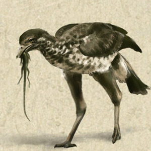 Hollanda luceria, un oiseau coureur du Crétacé inférieur.