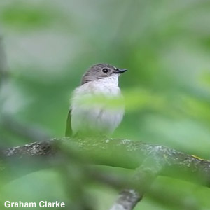 Chez les Gobemouches noirs mâles, ressembler à des femelles a des avantages