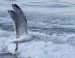 Goéland argenté | Larus argentatus | European Herring Gull