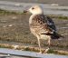 Goéland marin | Larus marinus | Great Black-backed Gull