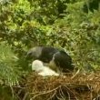 Un nid d’Harpies féroces dans le parc de Manú au Pérou