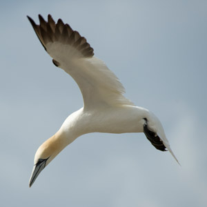 Les oiseaux marins migrateurs victimes du pillage des ressources marines de l’Afrique de l’Ouest