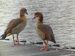 Ouette d’Egypte | Alopochen aegyptiacus | Egyptian Goose