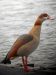 Ouette d’Egypte | Alopochen aegyptiacus | Egyptian Goose