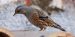 Accenteur alpin | Prunella collaris | Alpine Accentor
