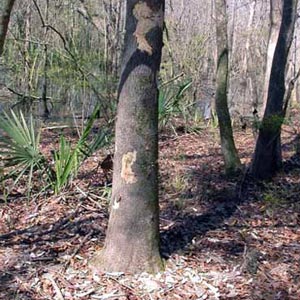 Des indices de la présence du Pic à bec d’ivoire en Floride