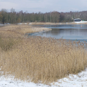 Observer le Butor étoilé en hiver : l’exemple de l’étang de Gavers (Belgique)