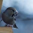 Gros-bec cassenoyaux à la mangeoire