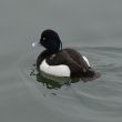 Monsieur Fuligule morillon