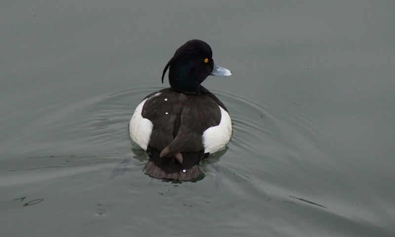 Monsieur morillon sans sa femelle