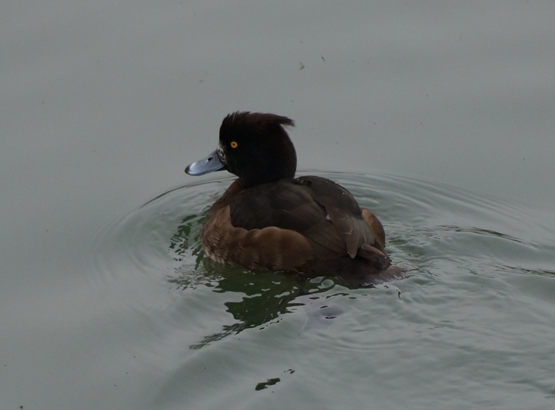 Madame Fuligule morillon