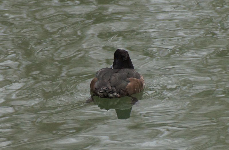 Femelle de Fuligule morillon