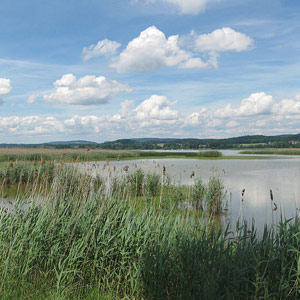 Observer les oiseaux du lac de Constance  ou Bodensee (Allemagne)