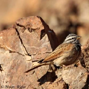 Israël : actualités ornithologiques de janvier 2015
