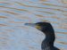 Grand Cormoran | Phalacrocorax carbo | Great Cormorant