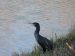Grand Cormoran | Phalacrocorax carbo | Great Cormorant