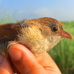 Redécouverte de la sous-espèce nominale de la Timalie de Jerdon