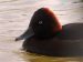 Fuligule nyroca | Aythya nyroca | Ferruginous Duck