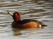 Fuligule nyroca | Aythya nyroca | Ferruginous Duck