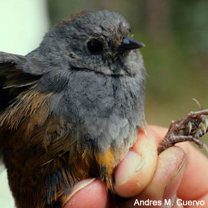 Description d’une nouvelle espèce d’oiseau, le Mérulaxe de la Perijá