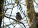 Gros-bec cassenoyaux | Coccothraustes coccothraustes | Hawfinch