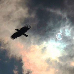 Les effets des éclipses solaires sur le comportement de certains oiseaux