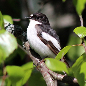 Le Gobemouche noir à Baulmes (Suisse) en 2005