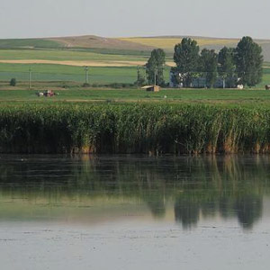 Le delta du Danube et la Dobroudja (Roumanie) du 27 juillet au 14 août 2003