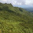Où observer les oiseaux à Porto Rico ?