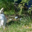Un cygne et ses 3 œufs sur une berge du Loiret