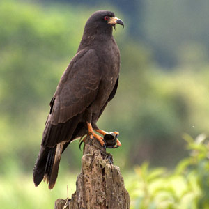 Observer les oiseaux dans le sud de la Floride : première partie