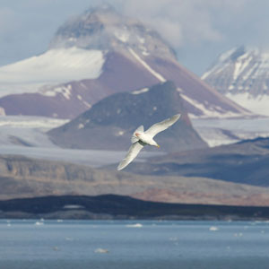 Observer les oiseaux au Svalbard (Spitzberg)