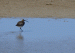 Courlis corlieu | Numenius phaeopus | Whimbrel