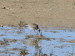 Courlis corlieu | Numenius phaeopus | Whimbrel