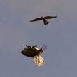 Duel aérien entre un faucon et une buse