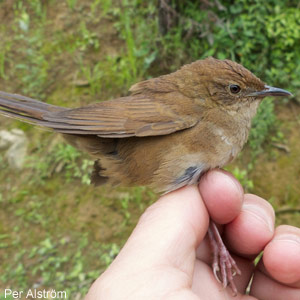 Description d’une nouvelle espèce d’oiseau, la Bouscarle du Sichuan