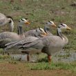Grippe aviaire : pourquoi il ne faut pas accuser les oiseaux migrateurs