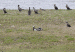 Bernache nonnette | Branta leucopsis | Barnacle Goose