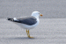 Goéland leucophée | Larus michahellis | Yellow-legged Gull