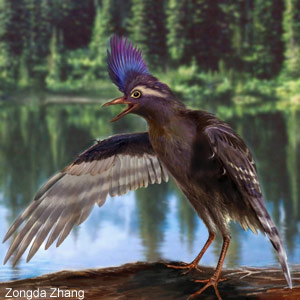 Archaeornithura meemannae, un oiseau très moderne pour son âge !