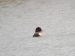 Fuligule morillon | Aythya fuligula | Tufted Duck