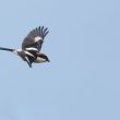 Pie-grièche à tête rousse en vol