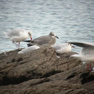 Une Mouette atricille dans l’Oise, et d’autres ailleurs en France
