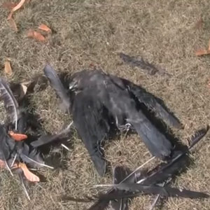 Corneille d'Amérique (Corvus brachyrhynchos) morte