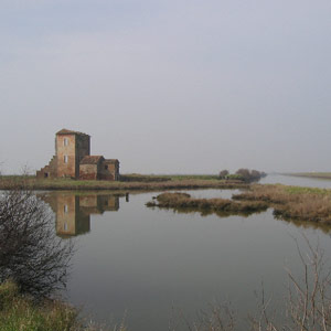 Séjour dans le delta du Pô et les Valli di Comacchio (Italie) en mars 2003