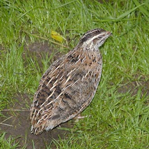 Les oiseaux vénéneux, des pitohuis aux cailles