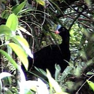 Les premières photos connues du Hocco cornu de Koepcke