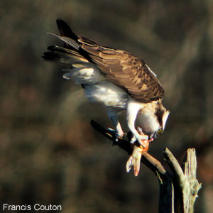 Le Balbuzard pêcheur : situation en France et observation en forêt d’Orléans (Loiret)