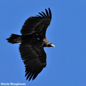 Trois espèces de vautours observées en Belgique en mai et en juin 2015